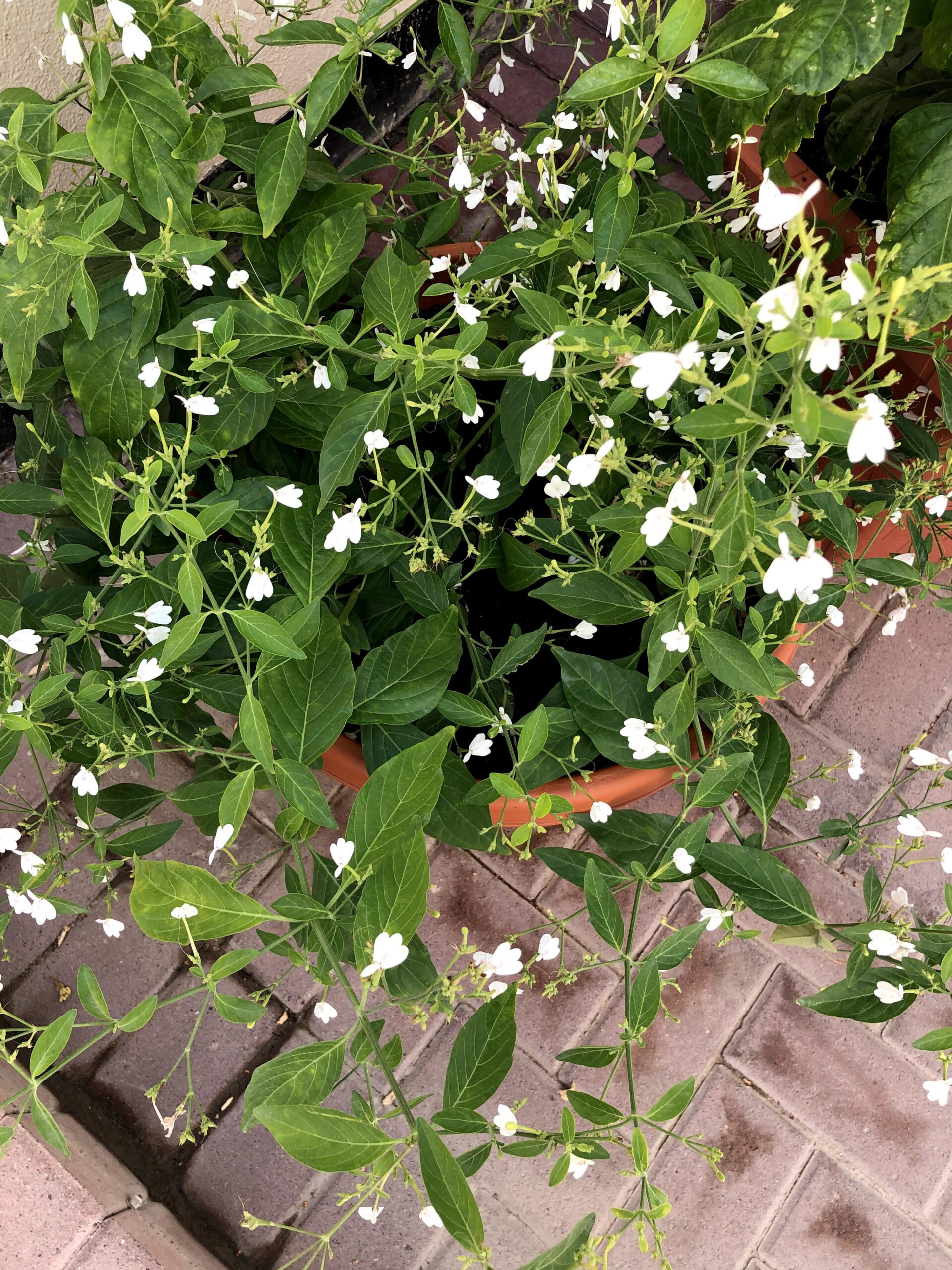Sweet Snake Jasmine letstalkgardens
