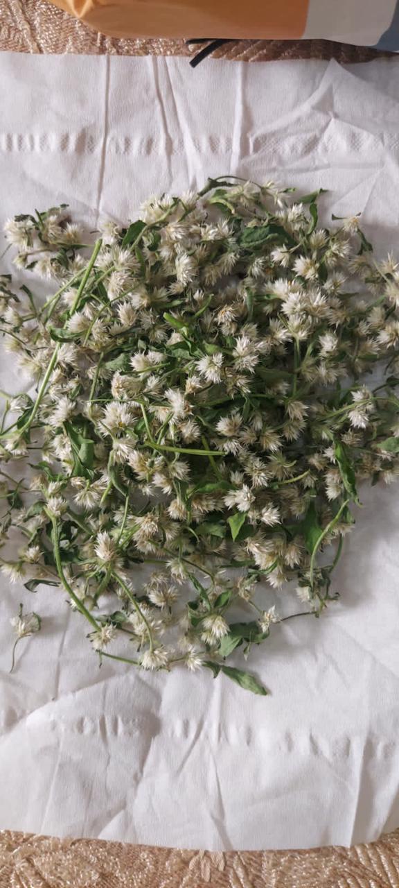 Dwarf Copperleaf Spinach/Water Amaranth letstalkgardens