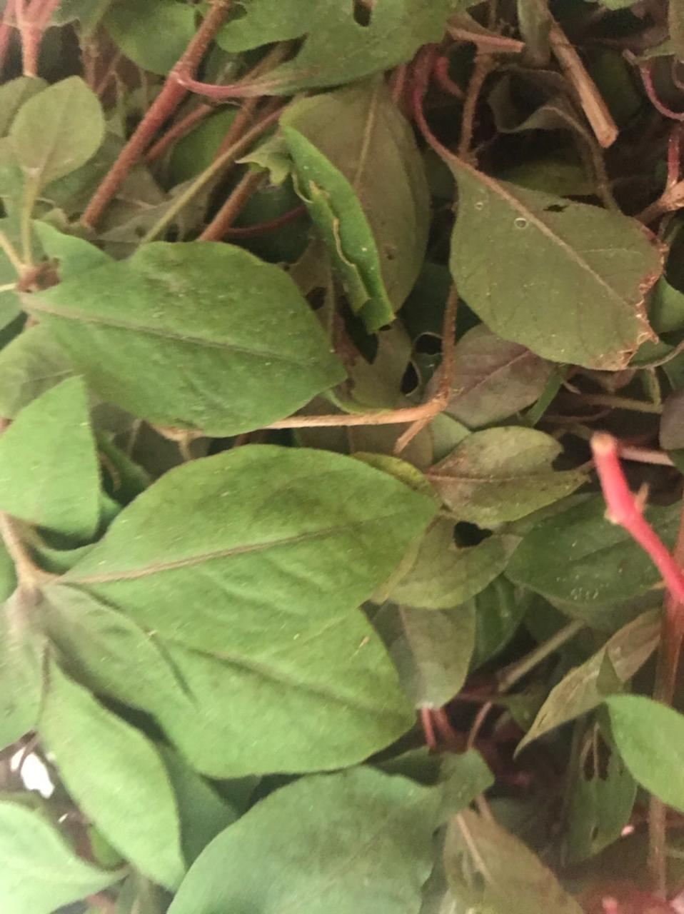 Dwarf Copperleaf Spinach/Water Amaranth letstalkgardens