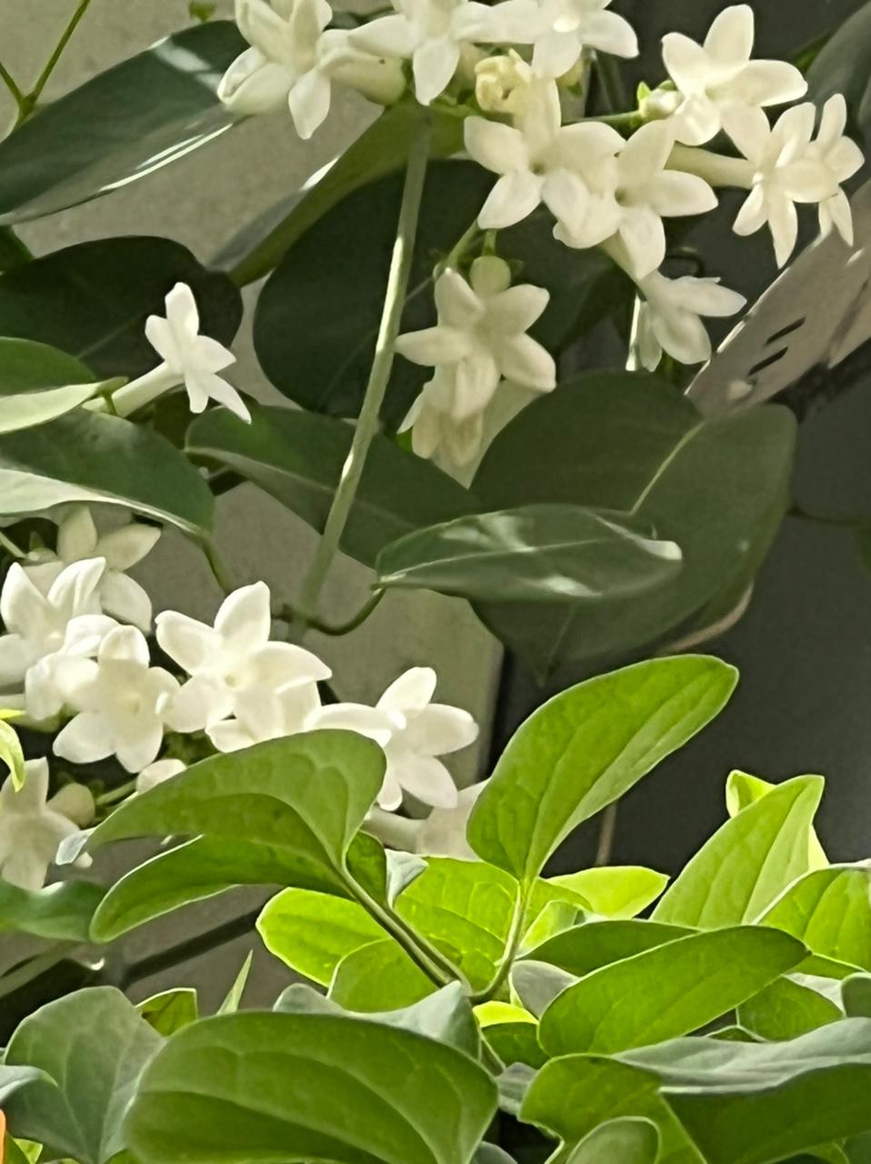 Mindblowing Madagascar Jasmine letstalkgardens