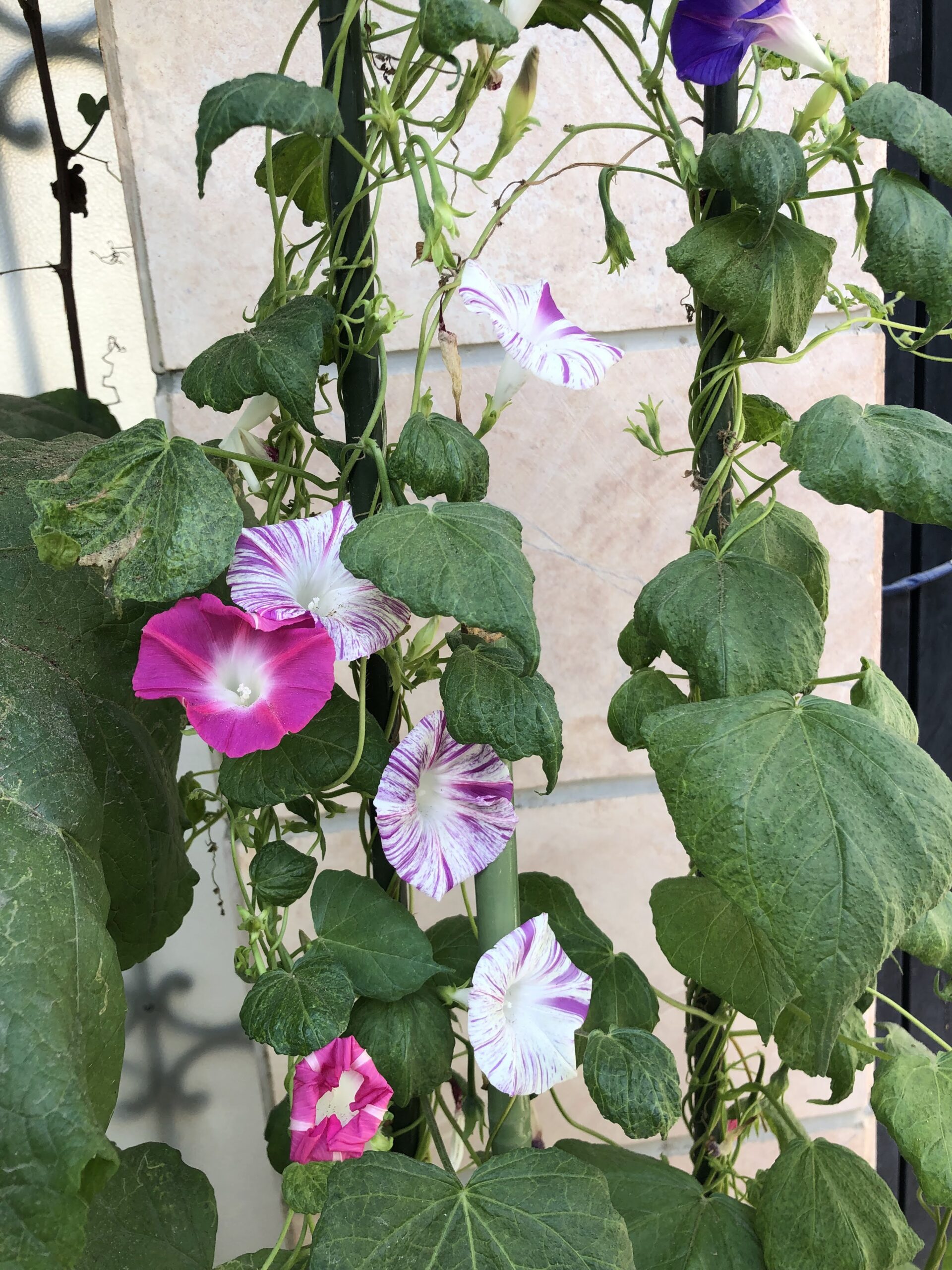 Meandering Morning Glory letstalkgardens