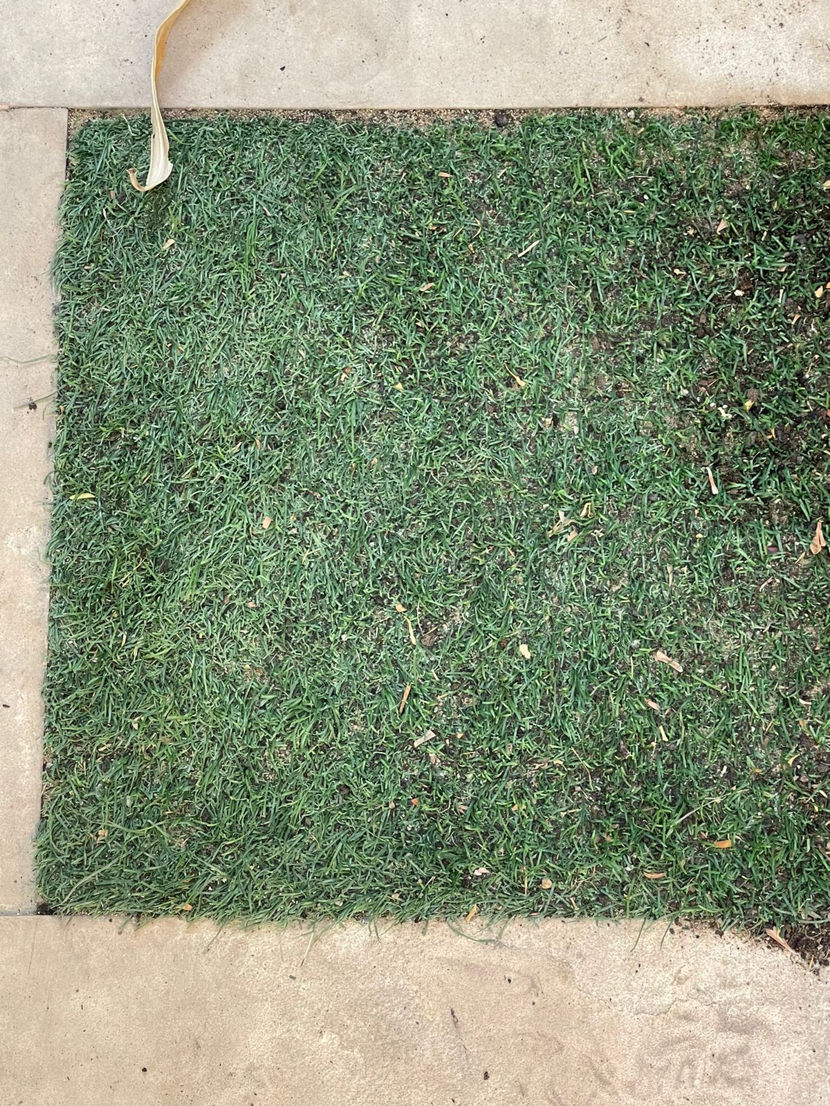 Lush Lawns is artificial turf a good option? letstalkgardens